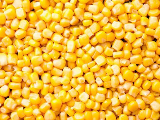 Recherche 500 tonnes de mais de qualité pour la transformation