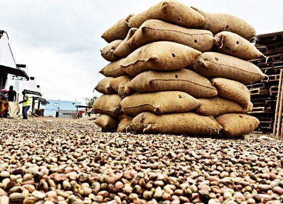 Besoin de 2000 tonnes d'anacarde