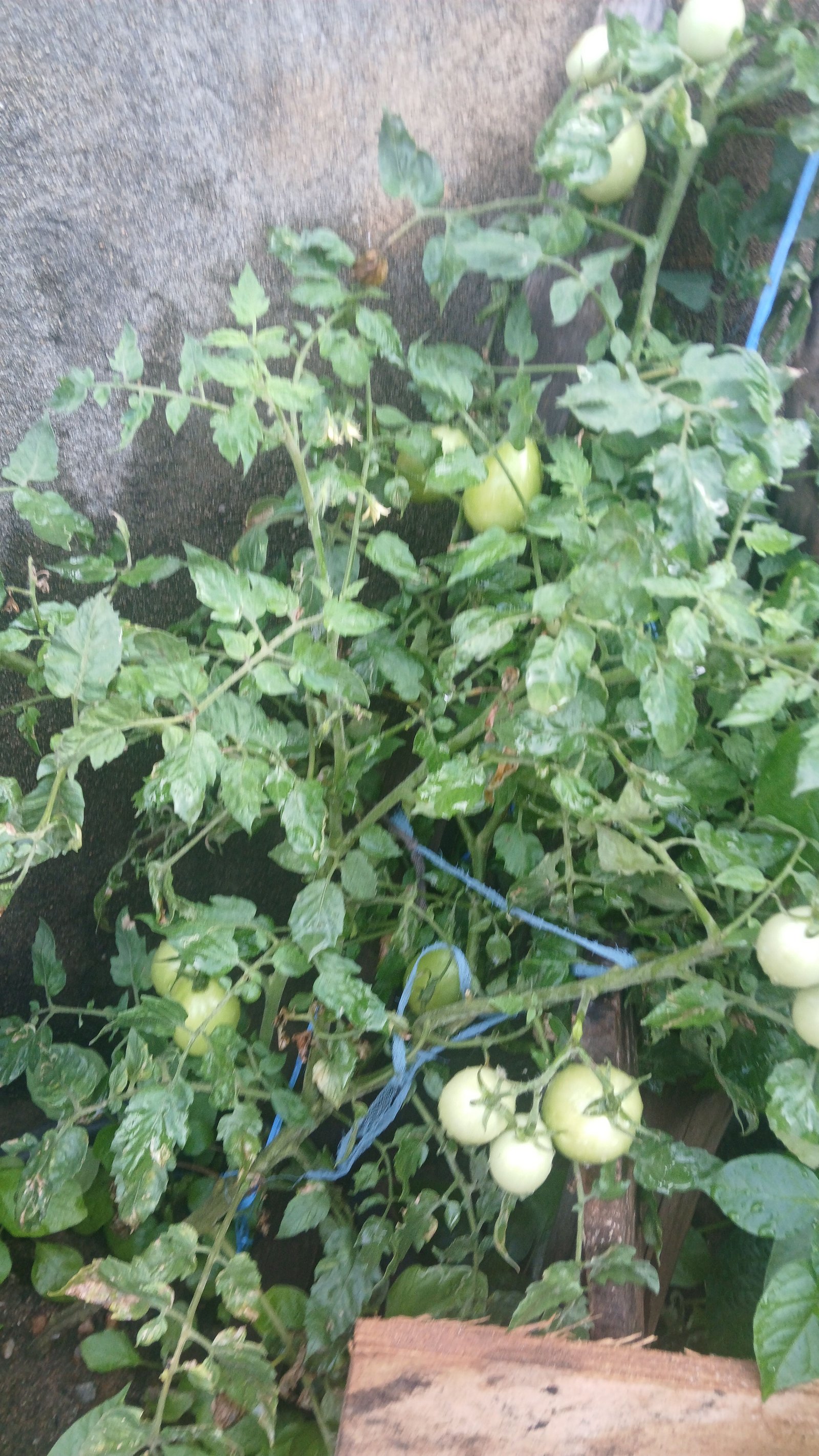 TOMATES 