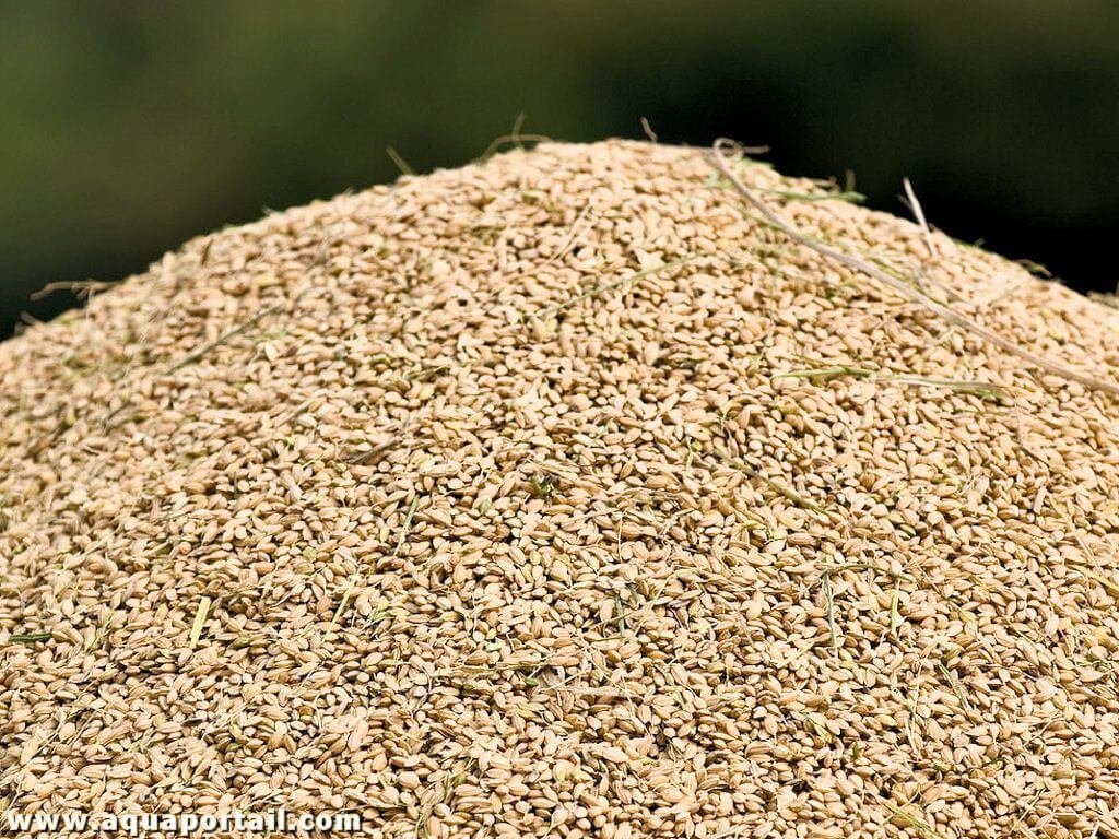 riz paddy